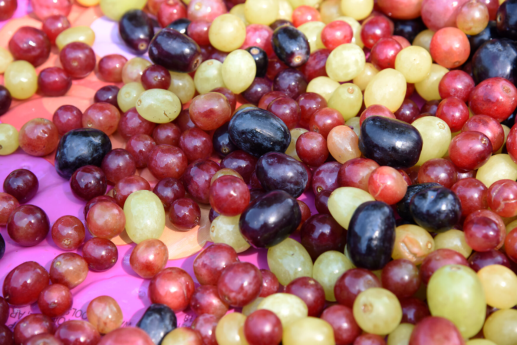 Different types of grapes are harvested in a pool